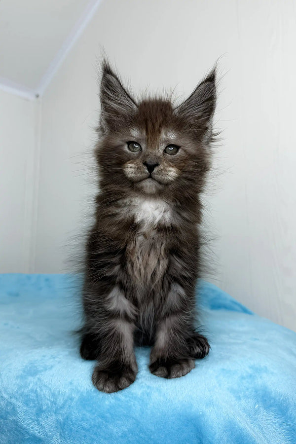 Fluffy gray Maine Coon kitten model Boston cuddling in a cozy setting
