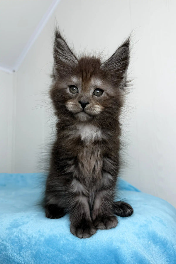 Fluffy gray Maine Coon kitten from the Boston | Maine Coon Kitte collection