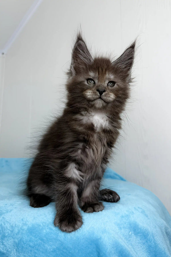 Adorable Gray Maine Coon kitten for the Boston Maine Coon Kitte product