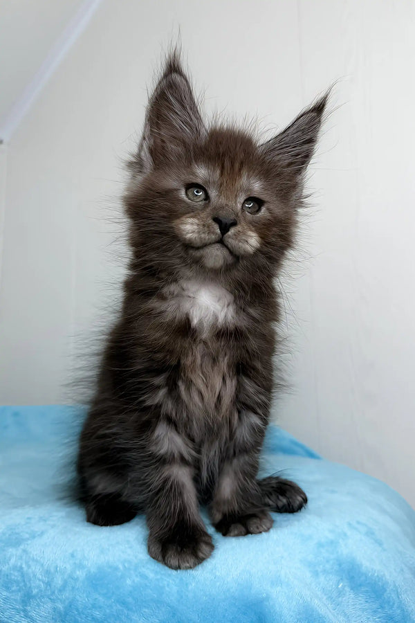 Cute Gray Maine Coon kitten featured in the Boston Maine Coon Kitte product