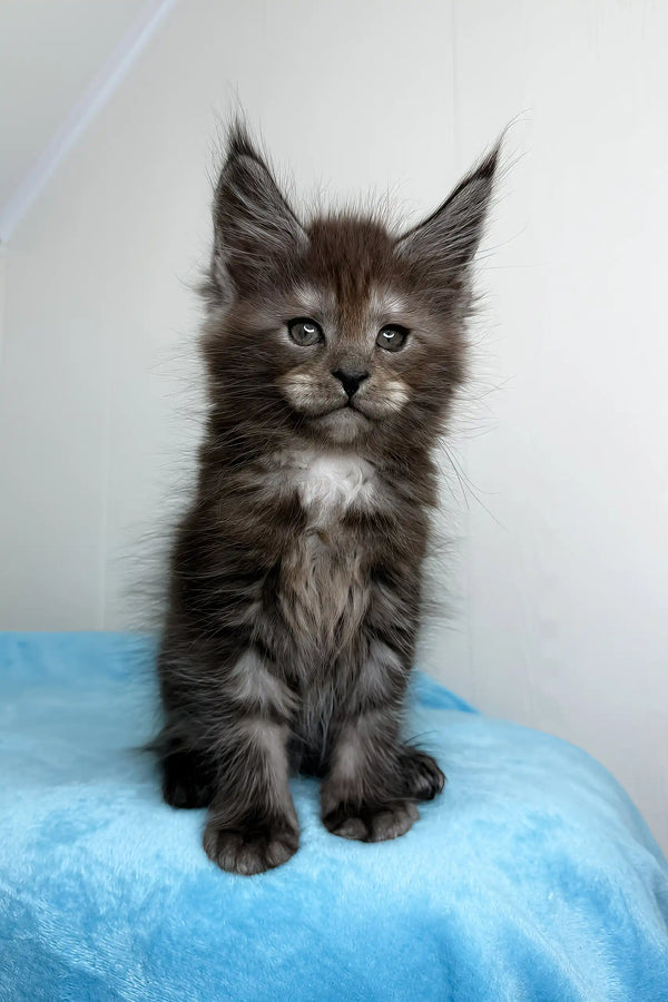 Adorable Gray Maine Coon kitten from the Boston collection of Maine Coon Kittens