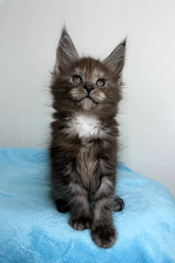 Adorable Gray Maine Coon kitten featured in the Boston | Maine Coon Kitte product