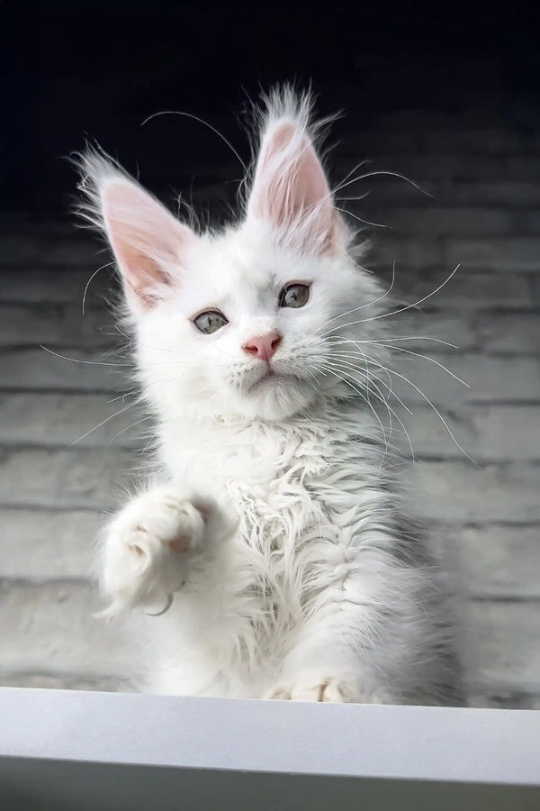 Fluffy white Maine Coon kitten from the Boston collection, super cute and playful!