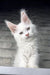 Fluffy white Maine Coon kitten with tufted ears named Boston, super cute and playful