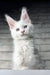 Adorable White Maine Coon kitten in the Boston collection for feline enthusiasts