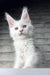 Adorable White Maine Coon kitten in the Boston | Maine Coon Kitten product display