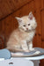 Bostons | maine coon kitten