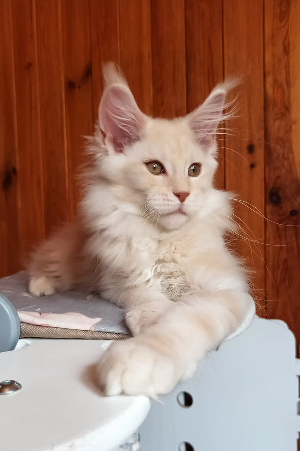 Bostons | maine coon kitten