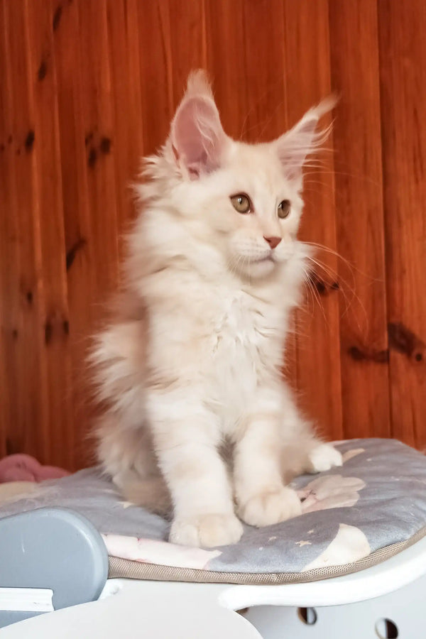Bostons | maine coon kitten