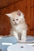Bostons | maine coon kitten
