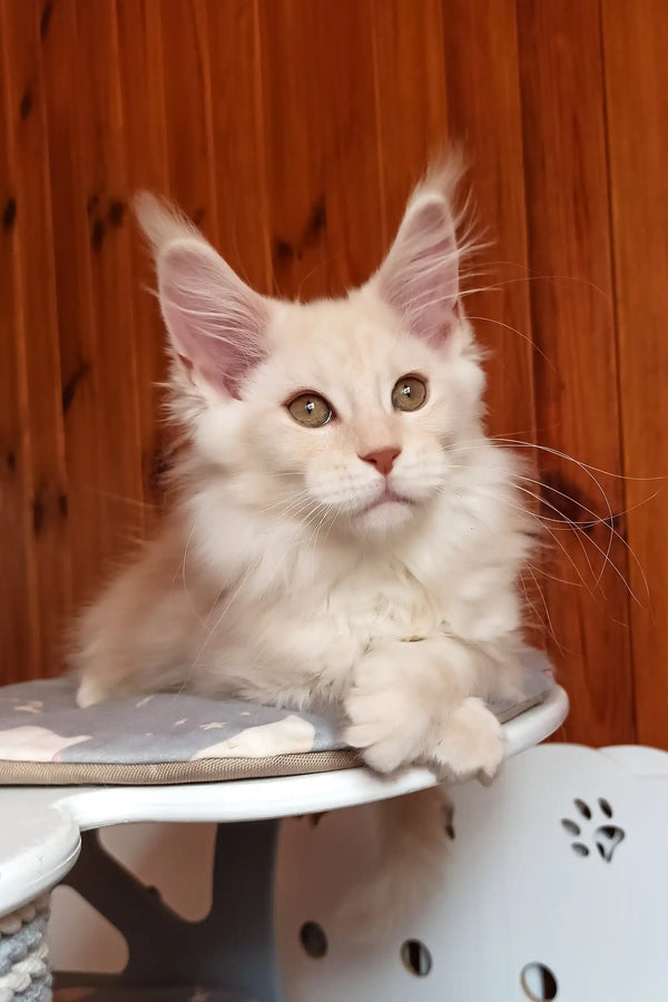 Bostons | maine coon kitten