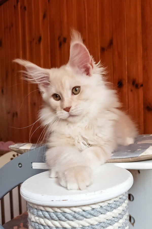 Bostons | maine coon kitten