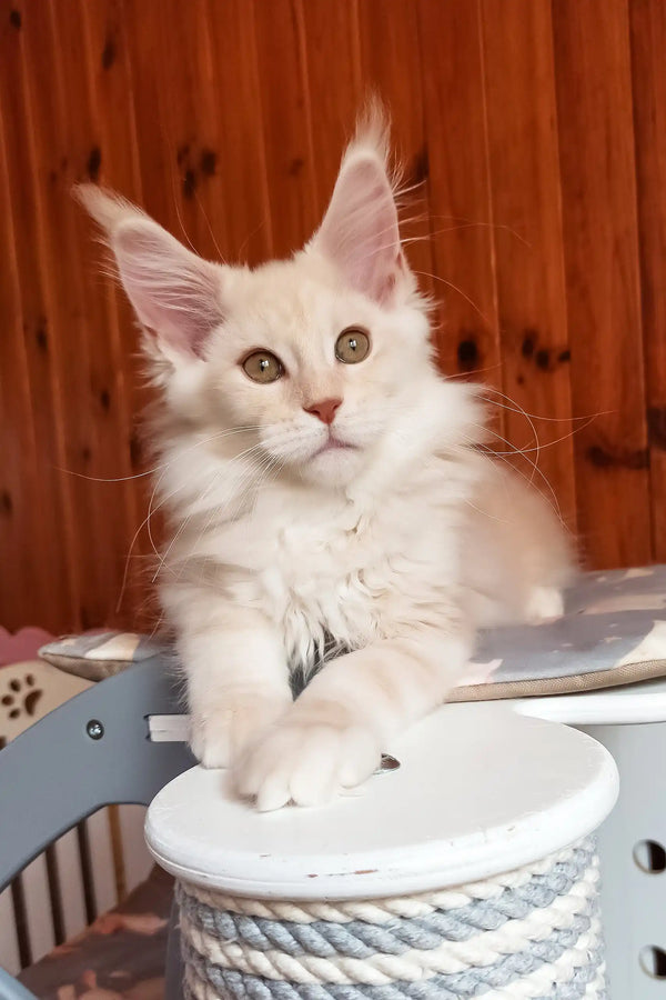 Bostons | maine coon kitten