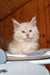 Bostons | maine coon kitten