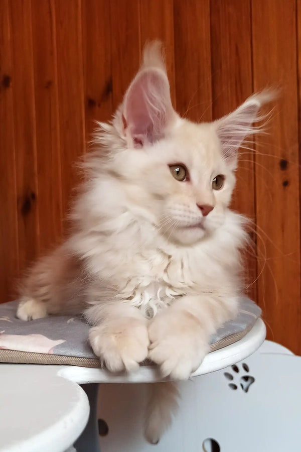 Bostons | maine coon kitten