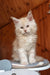 Bostons | maine coon kitten