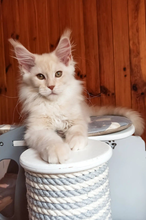 Bostons | maine coon kitten