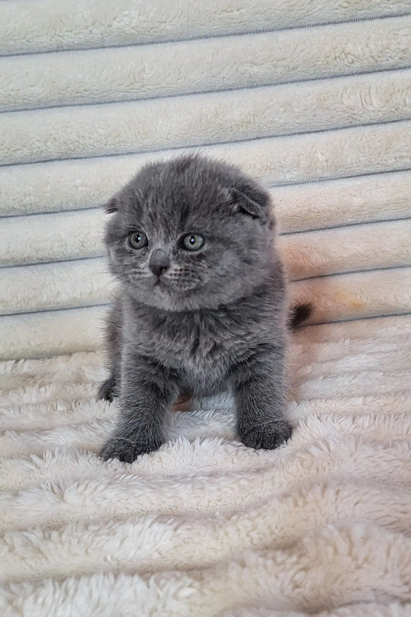 Adorable grey Scottish Fold kitten named Bourbon with cute folded ears