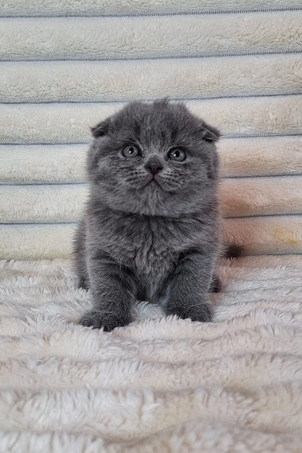 Adorable grey Scottish Fold kitten named Bourbon with fluffy fur and cute folded ears