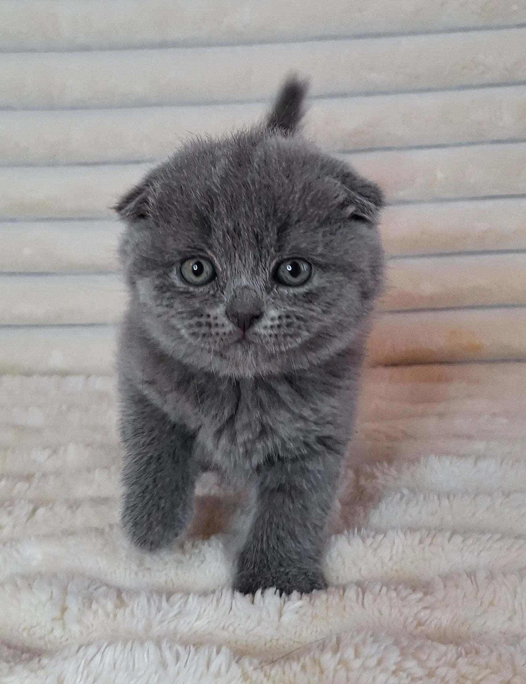 Adorable grey Scottish Fold kitten Bourbon with round eyes and cute expression