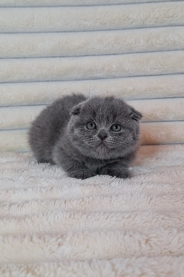 Gray Scottish Fold cat with rounded features and folded ears in Bourbon kitten product