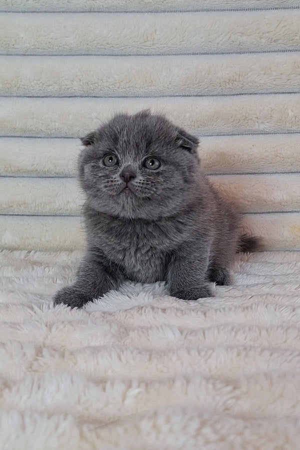 Gray Scottish Fold kitten Bourbon with round eyes and cute folded ears