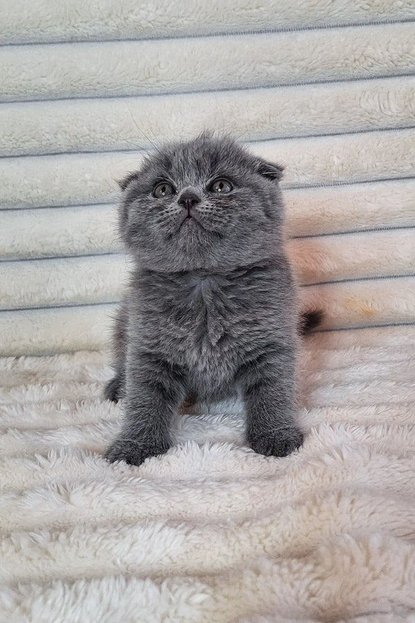 Grey Scottish Fold kitten Bourbon with adorable round eyes and folded ears