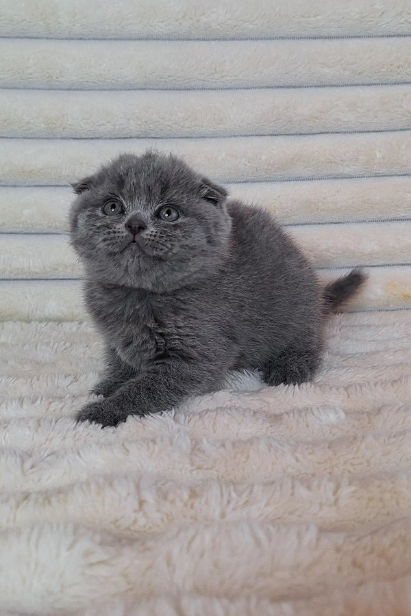 Grey Scottish Fold kitten Bourbon with fluffy fur and adorable folded ears