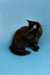 Black fluffy Maine Coon kitten sitting pretty against a cool blue backdrop