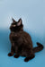 Black Maine Coon kitten with alert ears and bright eyes sitting upright