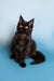 Black Maine Coon kitten with alert ears and bright eyes ready for fun