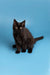 Cute Black Maine Coon Kitten with Fluffy Fur and Wide Eyes. Perfect for Adopting!