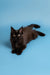 Black long-haired Maine Coon kitten lying on its stomach, looking adorable and playful