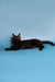 Black cat lounging with tail out, perfect companion for your Maine Coon Kitten