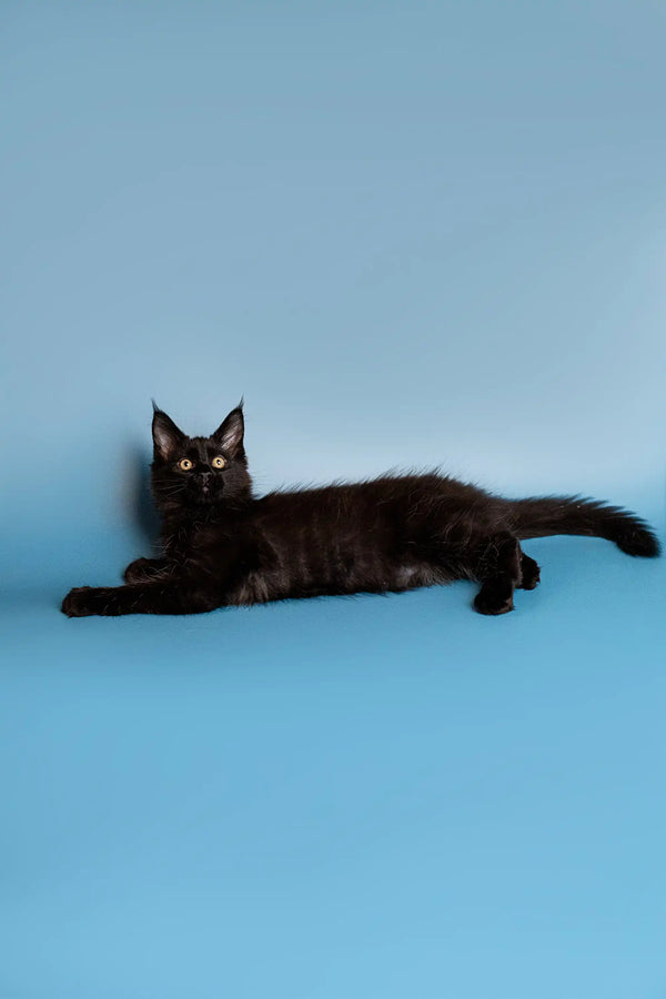 Black cat lounging with tail out, perfect companion for your Maine Coon Kitten
