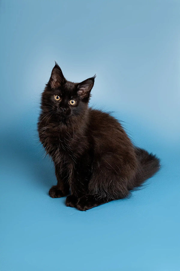 Fluffy black Maine Coon kitten with bright eyes sitting upright, looking adorable