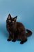 Black Maine Coon kitten with fluffy fur and bright eyes sitting upright