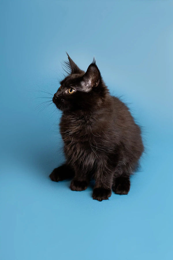 Black fluffy Maine Coon kitten with alert ears and bright eyes ready for fun