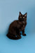 Adorable black Maine Coon kitten with bright eyes and fluffy fur, perfect for snuggling