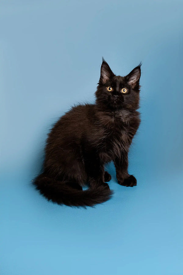 Adorable black Maine Coon kitten with bright eyes and fluffy fur, perfect for snuggling