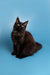 Black fluffy Maine Coon kitten sitting upright, showcasing its adorable charm