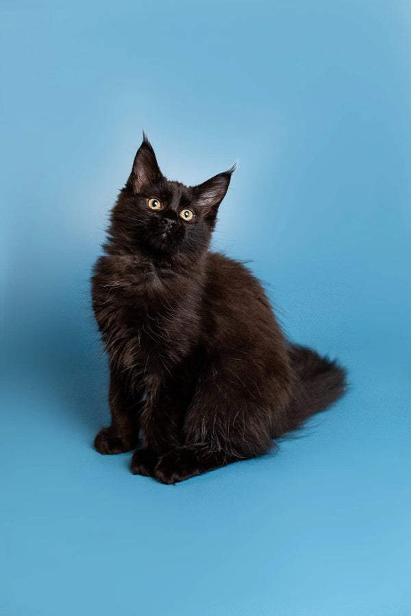 Black fluffy Maine Coon kitten sitting upright, showcasing its adorable charm