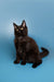 Black Maine Coon kitten with bright green eyes and fluffy fur in Boxer product