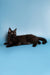 Black cat lying on side with yellow eyes, perfect for Maine Coon Kitten product