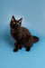 Adorable Black Maine Coon Kitten with fluffy fur and bright eyes in Boxer product