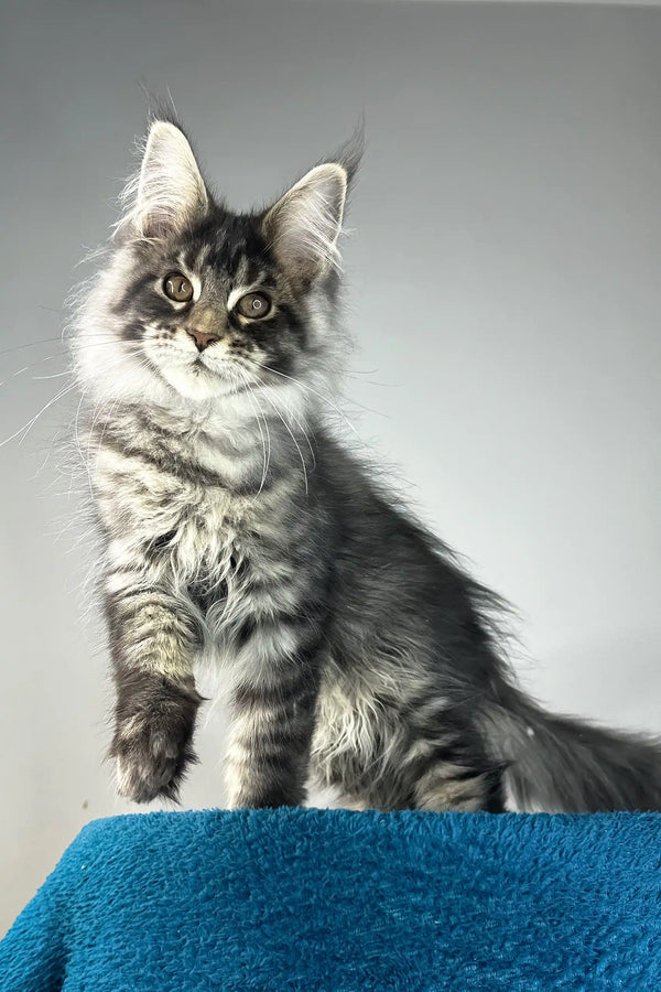 Bradley | maine coon kitten