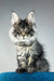 Bradley | maine coon kitten