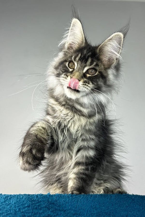 Bradley | maine coon kitten