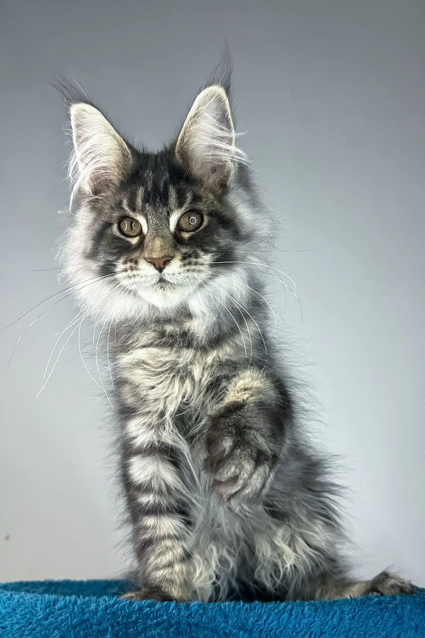 Bradley | maine coon kitten