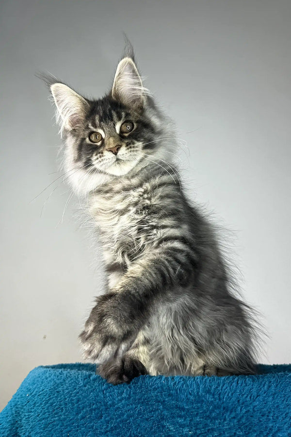 Bradley | maine coon kitten
